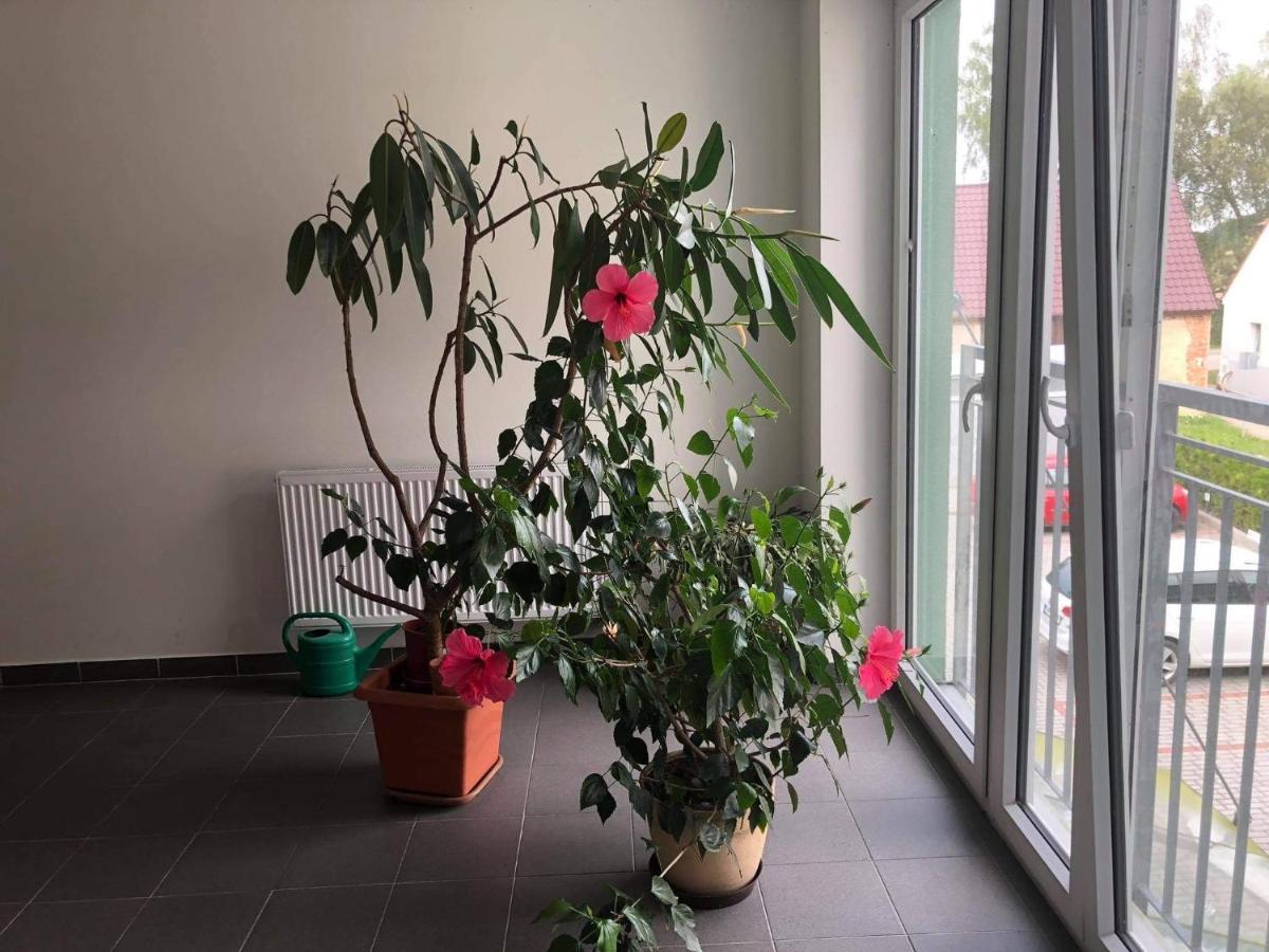 Apartman C.8 Magnolie Třeboň Eksteriør bilde